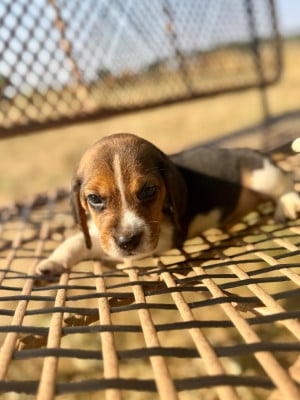 Les chiots de Beagle