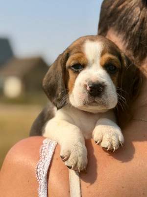 Les chiots de Beagle