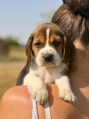 Les chiots de Beagle