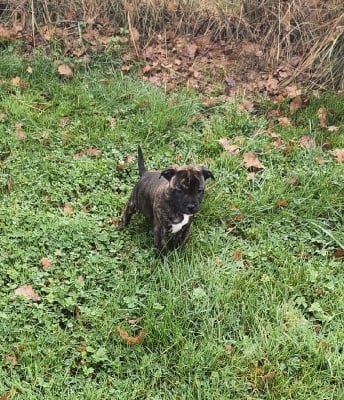 Les chiots de Staffordshire Bull Terrier