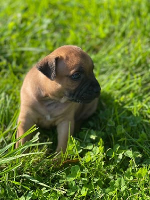 Les chiots de Staffordshire Bull Terrier
