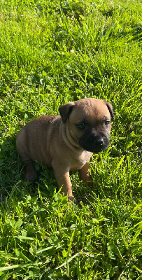 Les chiots de Staffordshire Bull Terrier