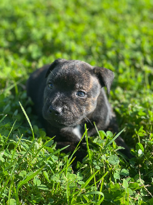 Les chiots de Staffordshire Bull Terrier
