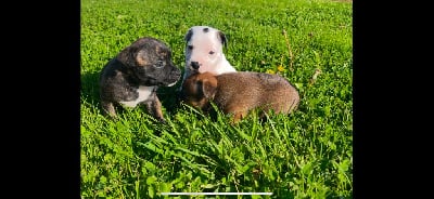 Les chiots de Staffordshire Bull Terrier