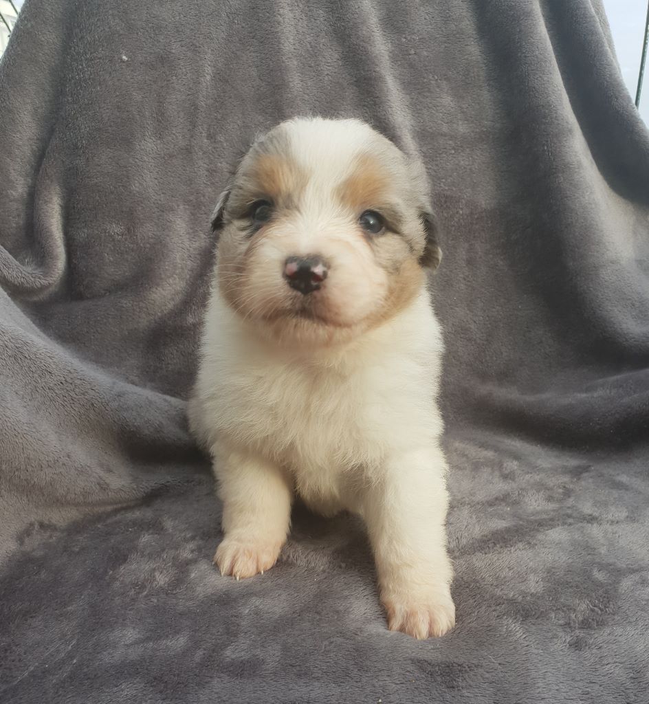 CHIOT - Berger Australien