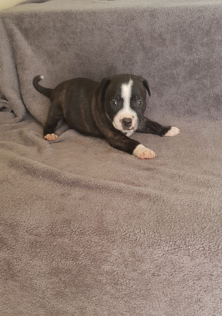 PLAY BOY - Staffordshire Bull Terrier
