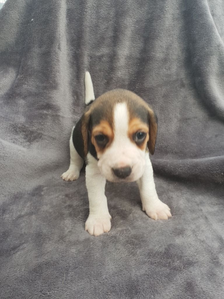 CHIOT - Beagle
