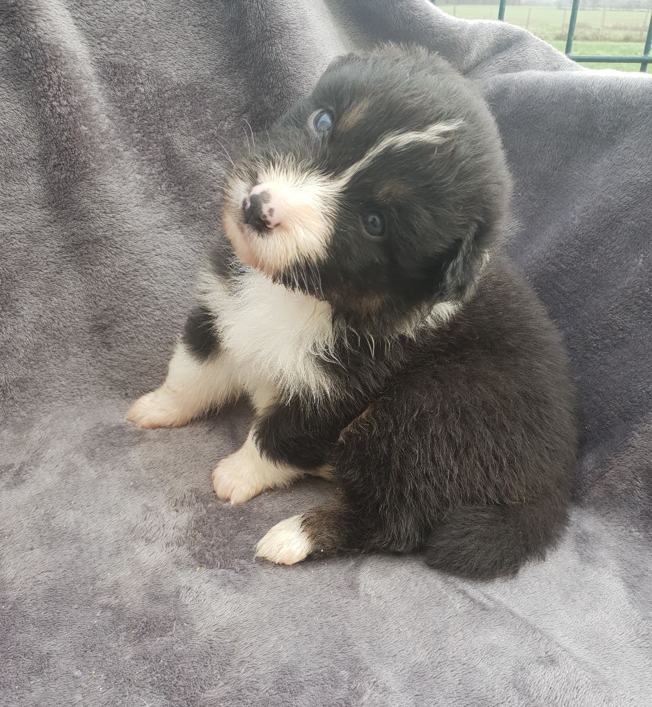 CHIOT - Berger Australien