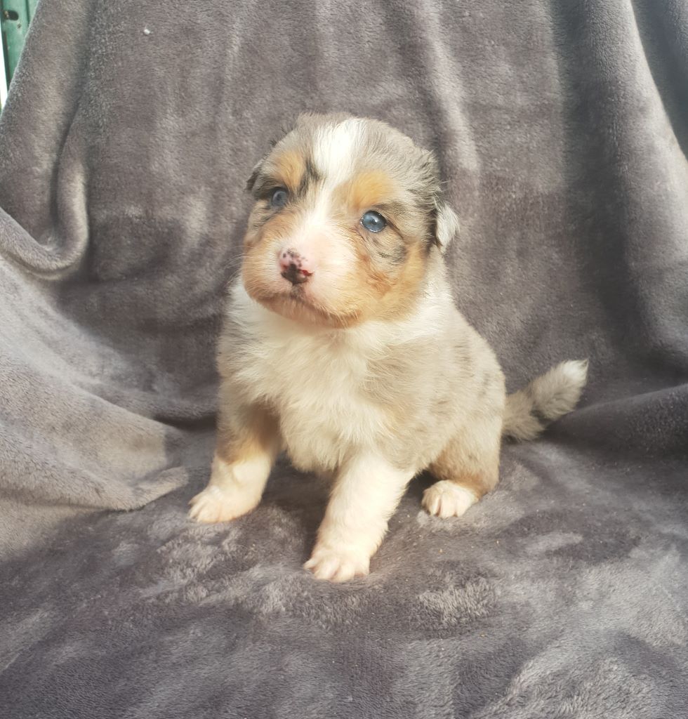 CHIOT - Berger Australien