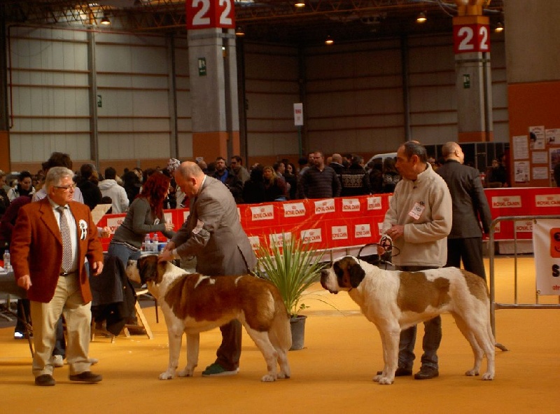 Haarmonny du val de morakopf - 2e Excellent RCACS RCACIB