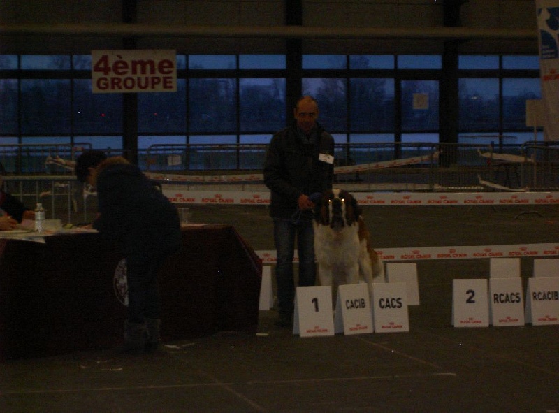 Iace Des Edelweiss Savoyardes - 1er Excellent + CACS + CACIB + BOB