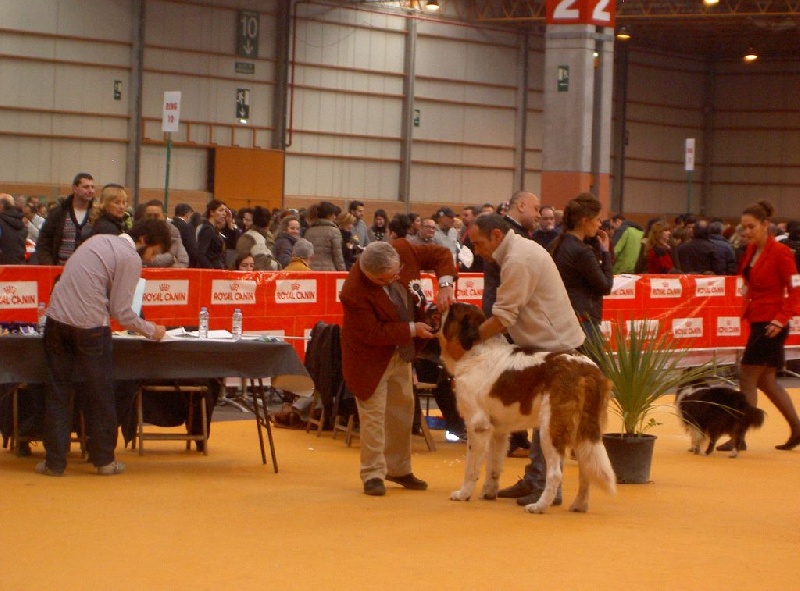 Iace Des Edelweiss Savoyardes - 1er Excellent + CACS + CACIB + BOB