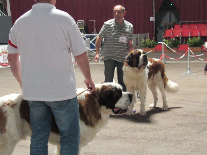 Iace Des Edelweiss Savoyardes - 4e excellent