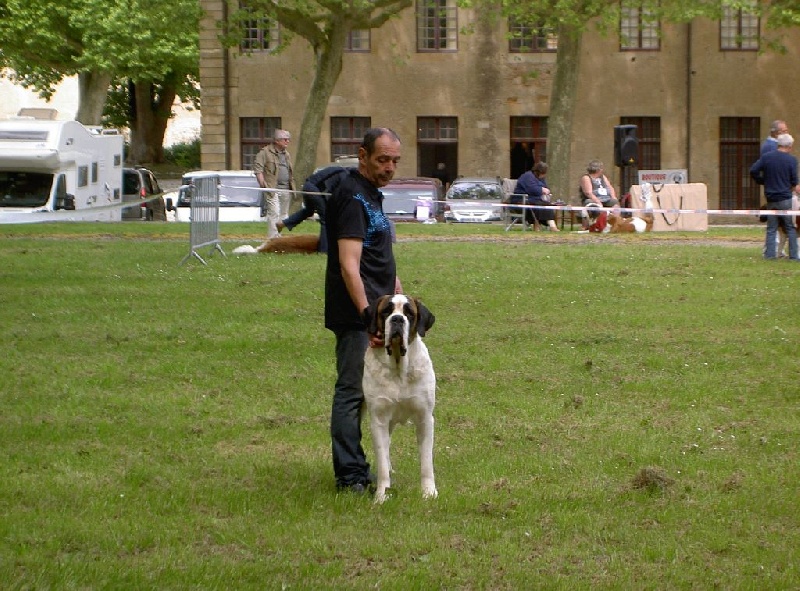 Haarmonny du val de morakopf - excellent +