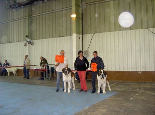 Iace Des Edelweiss Savoyardes - CACS + CACIB + MEILLEUR DE RACE
