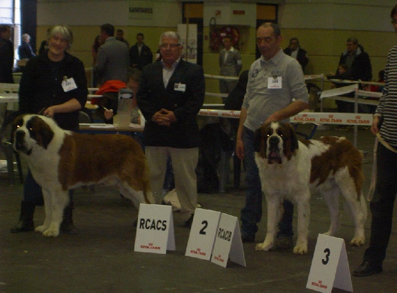 Iace Des Edelweiss Savoyardes - 2e excellent+RCACS + RCACIB