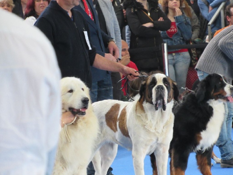 Haarmonny du val de morakopf - CACS + CACIB + MEILLEUR DE RACE