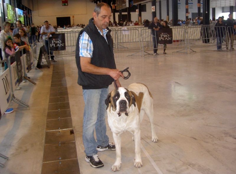 Haarmonny du val de morakopf - RCAC / RCACIB