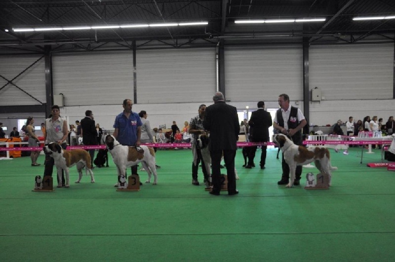 Haarmonny du val de morakopf - 3e excellent