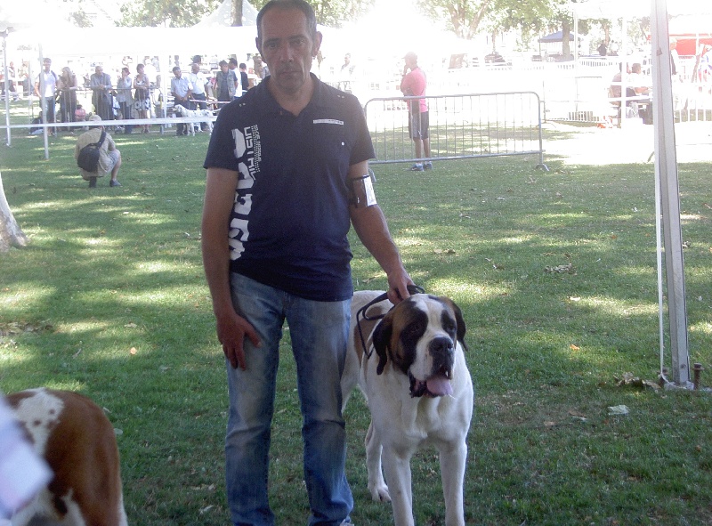 Haarmonny du val de morakopf - 1er excellent, CACIB, CACS, BOS