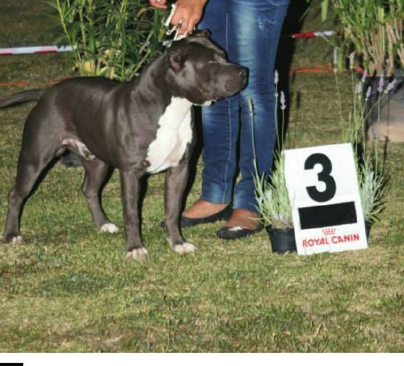 Hulk diamant brut De L'empreinte De Dzeus - 3ème Excellent en classe Intermediaire mâle