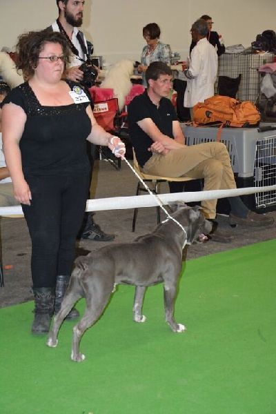 Hulk diamant brut De L'empreinte De Dzeus - Très Bon non classé en classe ouverte mâle /25