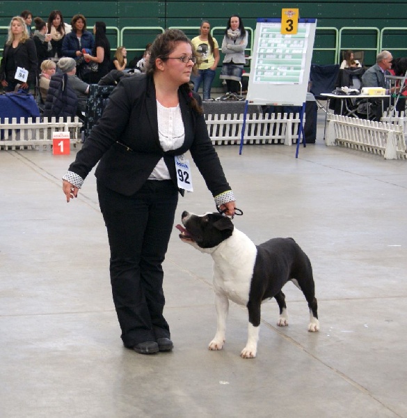 CH. Grover white rock edition of Etmop's - 1er Excellent en classe Champion CAC & Meilleur Mâle