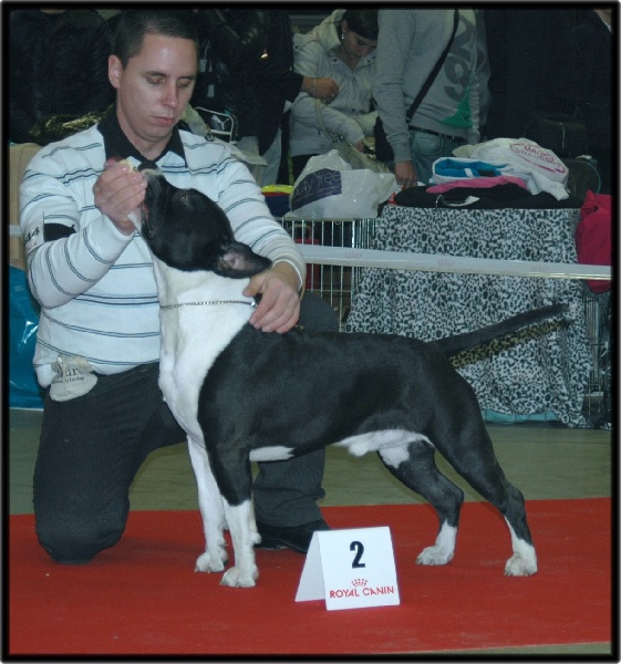 CH. Grover white rock edition of Etmop's - 2ème Excellent en classe jeune Mâle /16