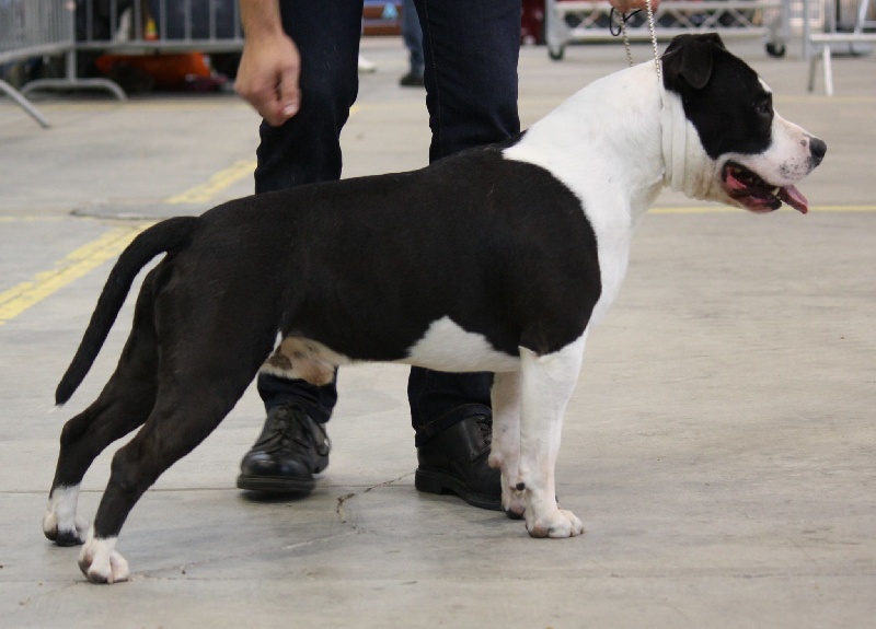 CH. Grover white rock edition of Etmop's - 1er Excellent en classe champion + RCACIB