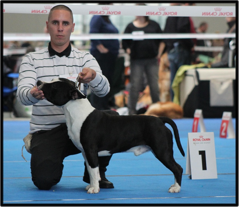 CH. Grover white rock edition of Etmop's - 1er Excellent en classe Jeune Mâle