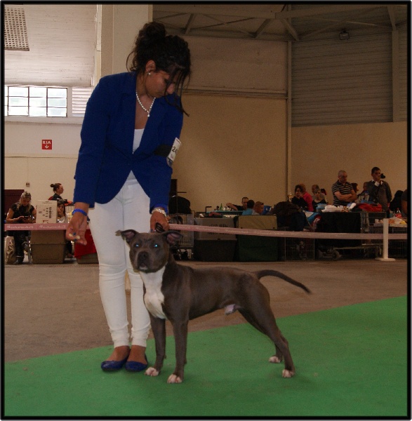 Hulk diamant brut De L'empreinte De Dzeus - Très Prometteur en classe Puppy / 10 Mâles