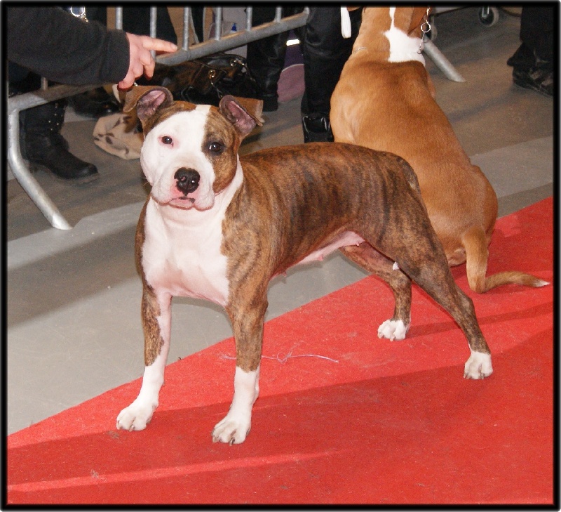 E'ursula (dite electra) Madgix beautyful staff - 2ème Excellent en Classe Ouverte Femelle