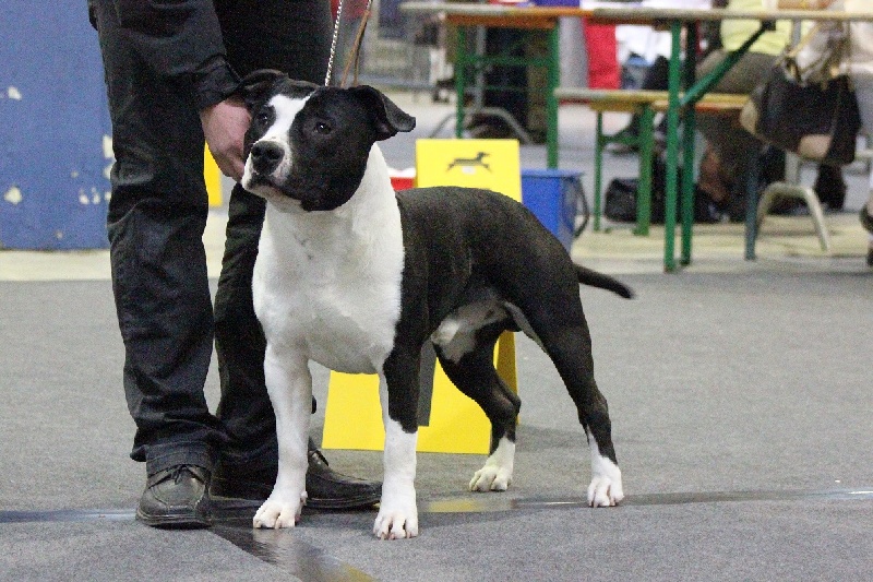 CH. Grover white rock edition of Etmop's - Très Bon Non Classé en Classe Jeune /19 Mâle