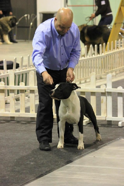 CH. Grover white rock edition of Etmop's - 1er Excellent + CACS + RCACIB en classe ouverte mâle