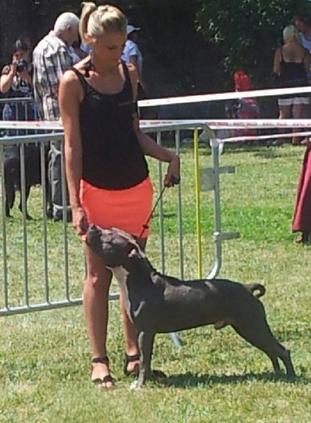 Hulk diamant brut De L'empreinte De Dzeus - 3ème Excellent en classe jeune mâle