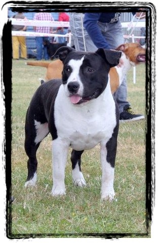 CH. Grover white rock edition of Etmop's - 1er Excellent Classe Jeune Mâle