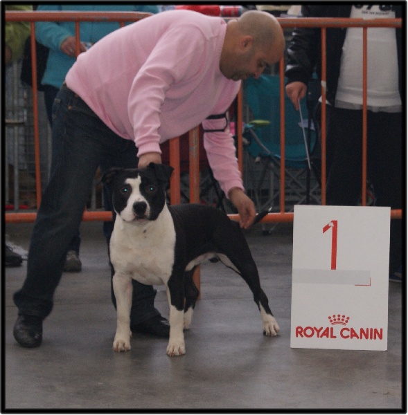 CH. Grover white rock edition of Etmop's - 1er Excellent en classe Intermédiaire Mâle