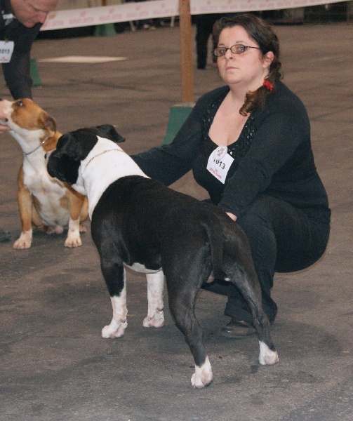 CH. Grover white rock edition of Etmop's - 2ème Très Bon en Classe Intermédiaire Mâle /10