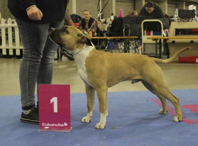 Iron red rock skillet De L'empreinte De Dzeus - 1er Très Prometteur en classe Puppy Mâle