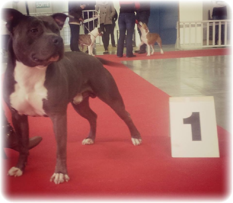 Hulk diamant brut De L'empreinte De Dzeus - 1er Excellent en classe Jeune + Confirmation