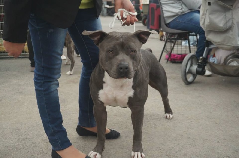 Hulk diamant brut De L'empreinte De Dzeus - 4ème Excellent en classe ouverte mâle