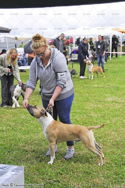 Iron red rock skillet De L'empreinte De Dzeus - Très Bon non classé en classe jeune mâle