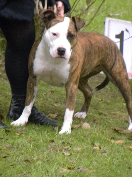 E'ursula (dite electra) Madgix beautyful staff - Excellent Non Classée en classe Ouverte Femelle