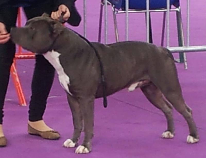 Hulk diamant brut De L'empreinte De Dzeus - 1er Excellent en classe Intermediaire mâle