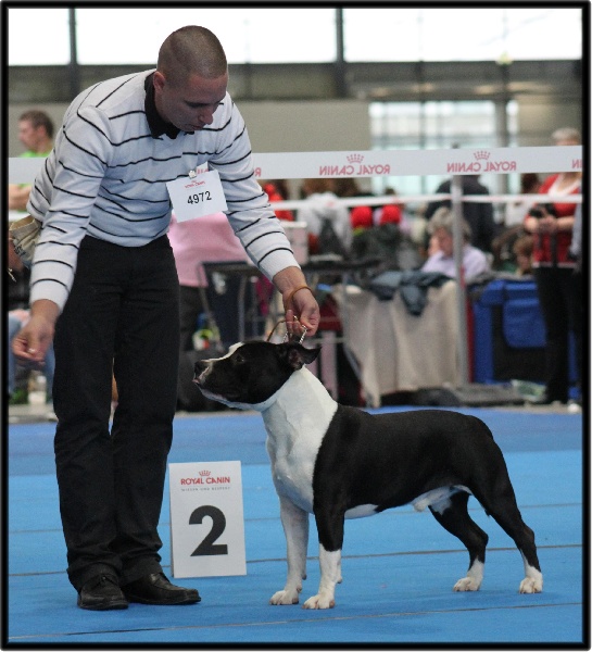 CH. Grover white rock edition of Etmop's - 2ème Excellent en classe jeune Mâle + Réserve JVDH