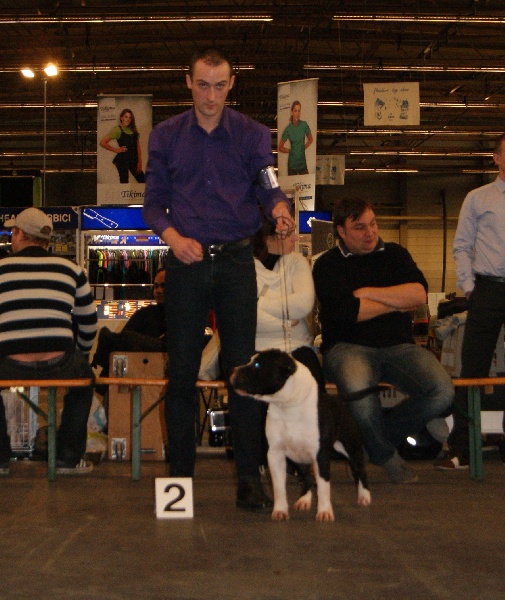 CH. Grover white rock edition of Etmop's - 2ème Excellent en classe Champion