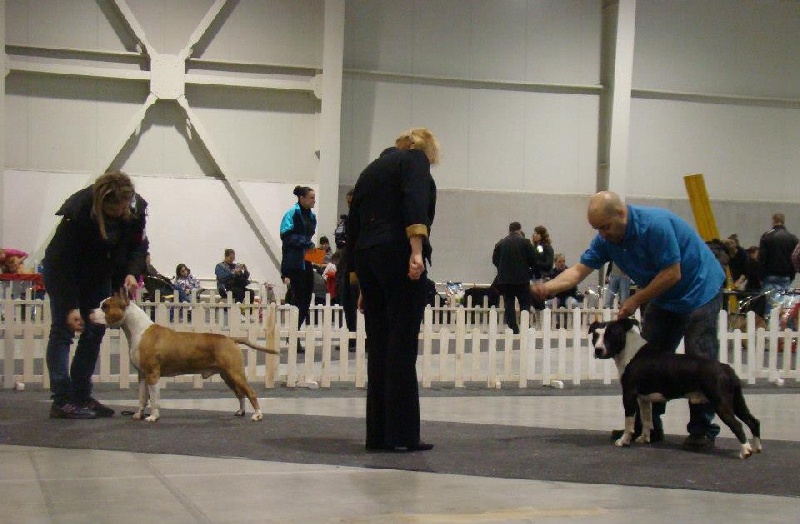 CH. Grover white rock edition of Etmop's - 1er Excellent + CACS en classe ouverte mâle