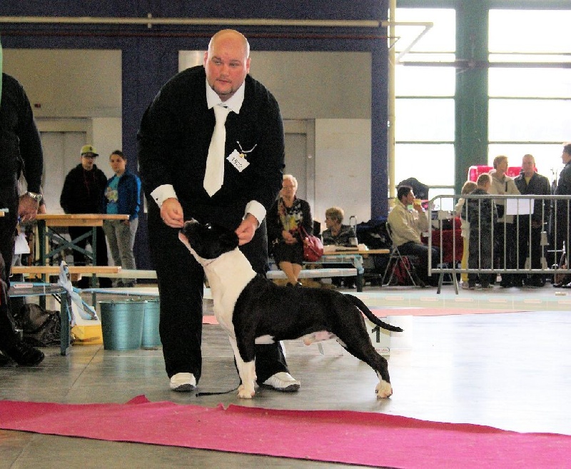 CH. Grover white rock edition of Etmop's - 1er Excellent en classe Champion CAC & CACIB
