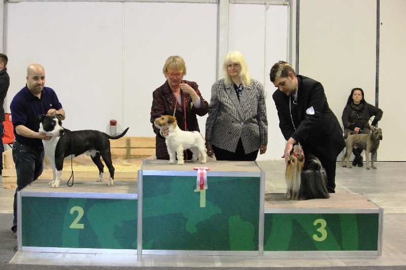 CH. Grover white rock edition of Etmop's - 1er Excellent + CACS + Meilleur de Race + 2ème du Groupe 3en classe ouverte mâle