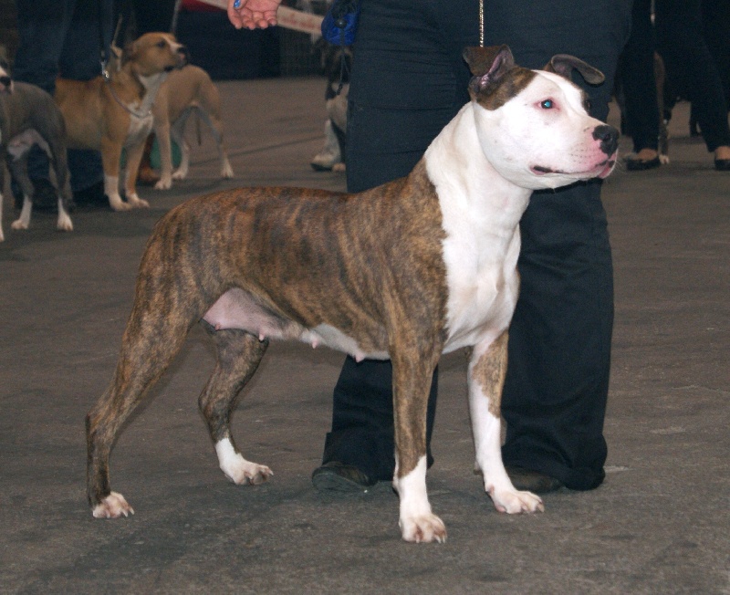 E'ursula (dite electra) Madgix beautyful staff - Excellent Non Classé en Classe Ouverte Femelle (gardée parmi les 6 dernières...)